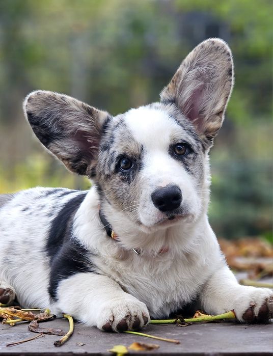 Цуценя дівчинка окрас блю мерль вельш коргі кардиган