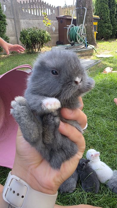 Króliczki miniaturki