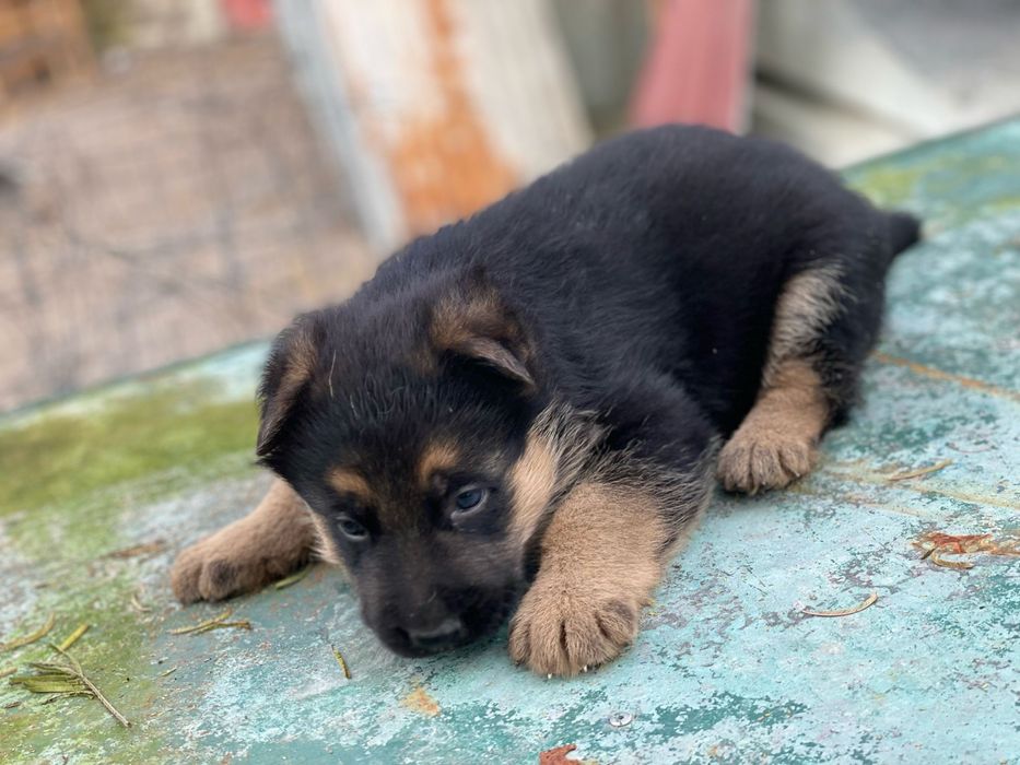 Pastor Alemão Ultimo Menino