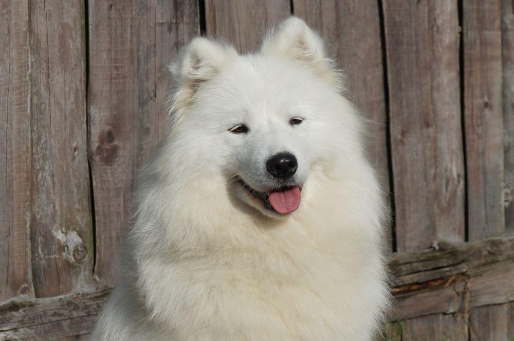 Suczka samoyed ZKwP