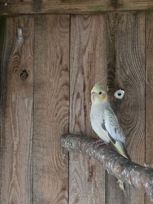 Sprzedam papugi nimfy