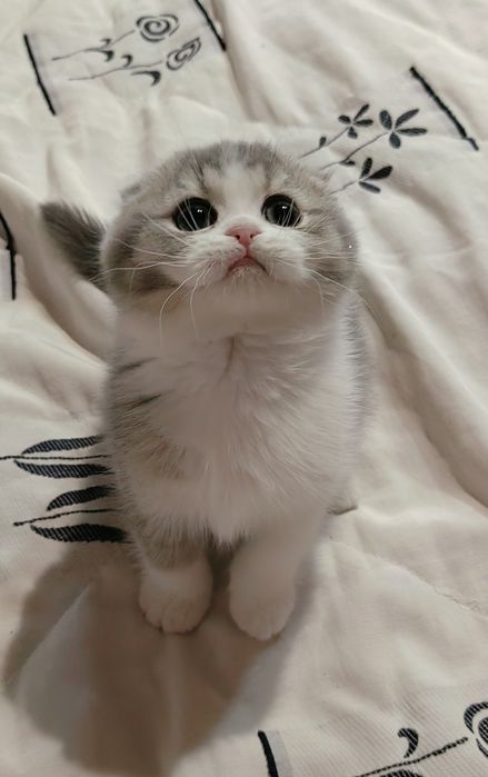 Menino scottish fold