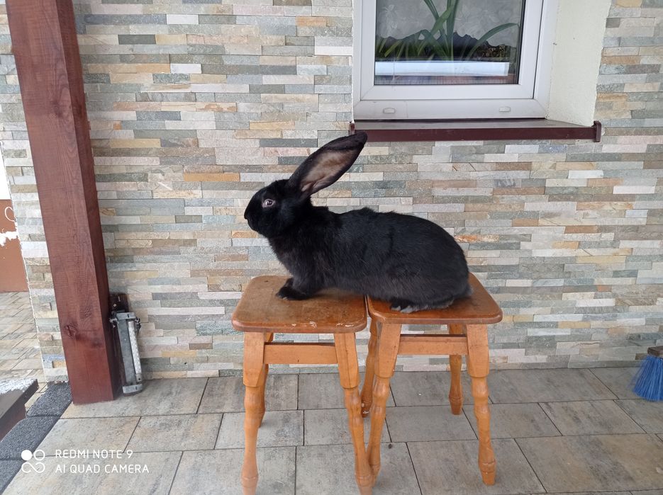 Belgijski Olbrzym Czarny