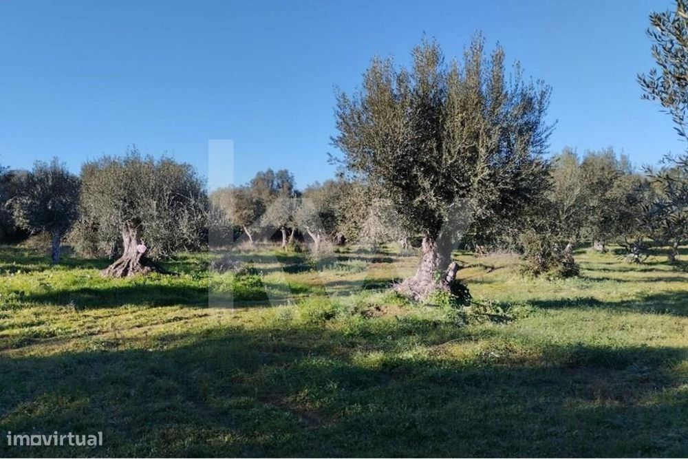 Olival centenário em terreno agrícola na várzea de Grândola
