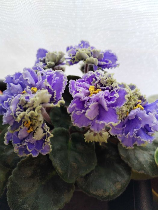 Фіалки сортові 25 грн.