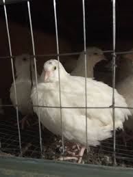 Перепелине інкубаційне яйце Техас та Фенікс