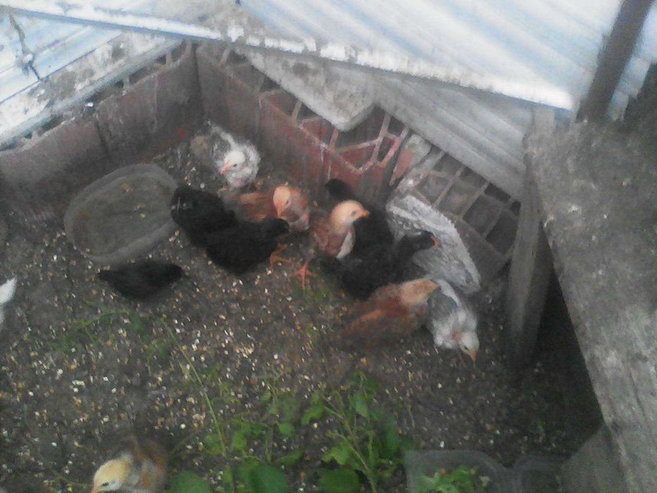 ovos galinhas e galos do campo