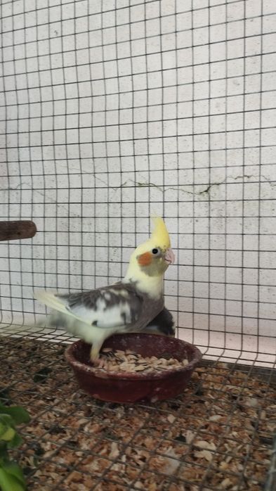 Lindos filhotes de caturra  com 3 semanas