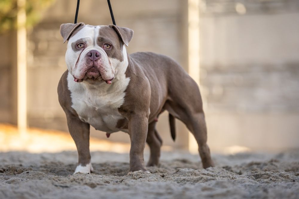 Suczka american bully szczeniak abkc classic