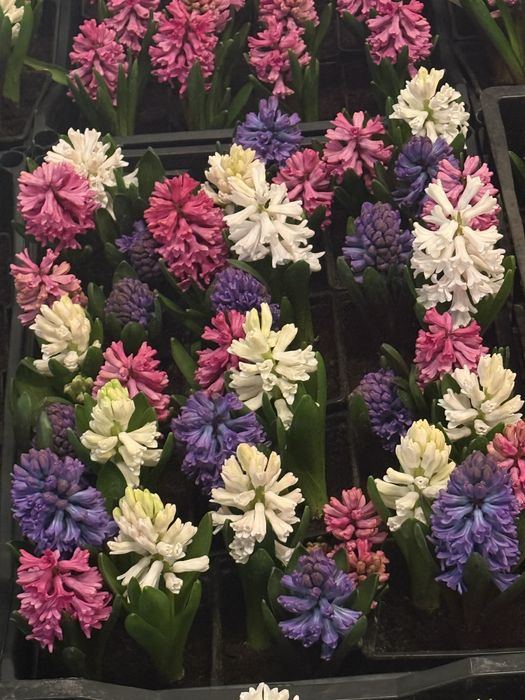 Гіацинт до 14-го лютого та 8-го березня