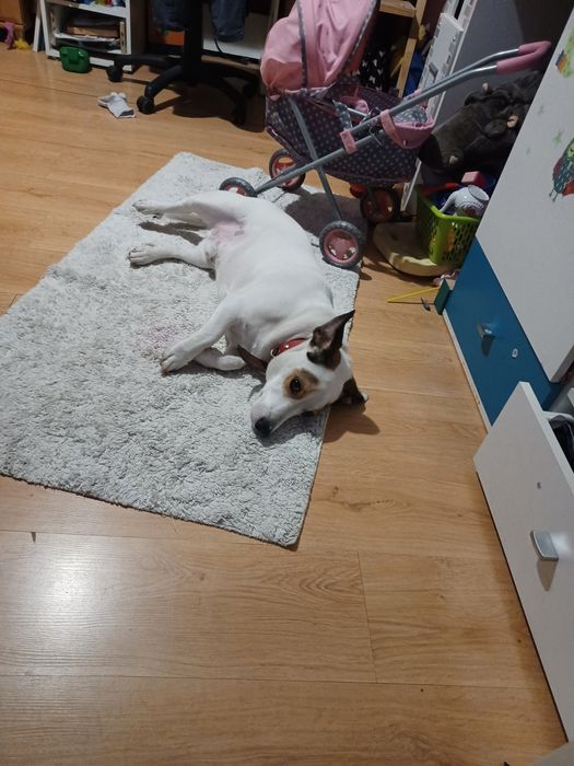 Oddam pieska w dobre ręce