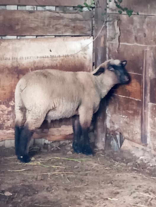 Borrego raça sulfolk com cinco meses