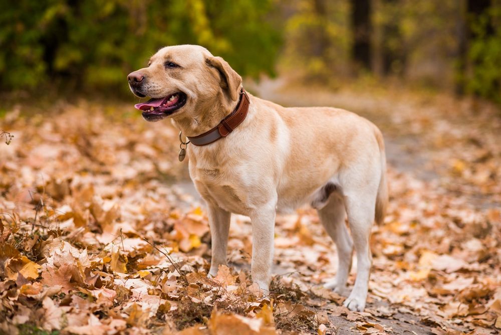 Лабрадор для вязки