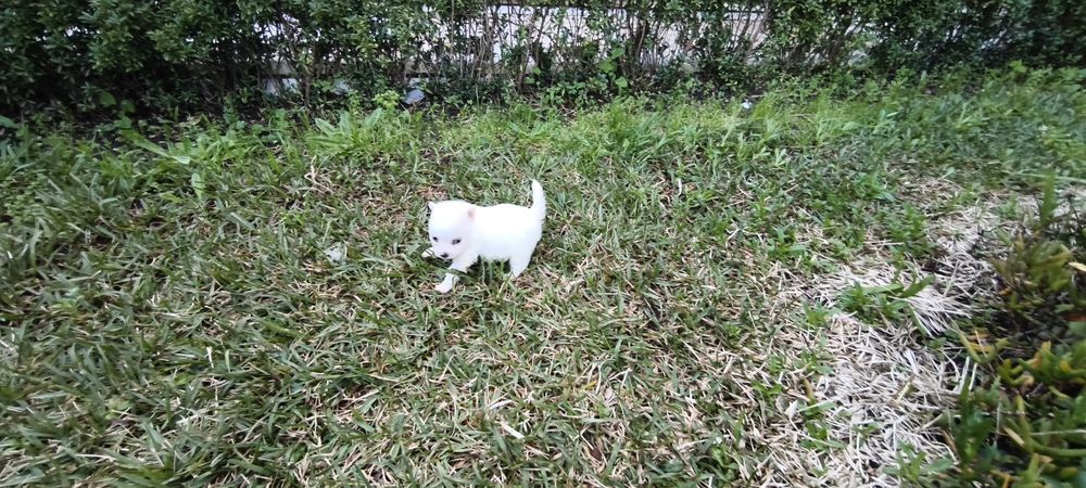 Spitz alemão anão  Lulu da Pomerânia