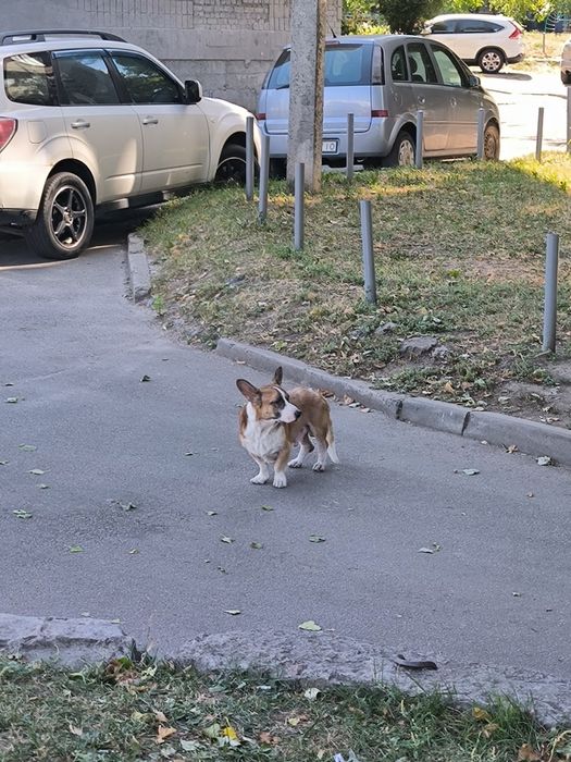 Нашлась собака на Салтовке