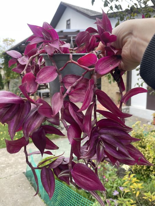 Зебріна традесканція в кашпо для тераси