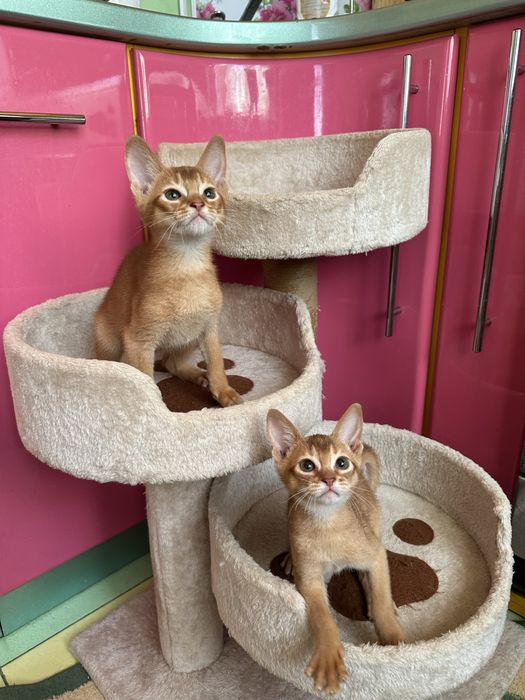 Чистокровные Абиссинские Котята