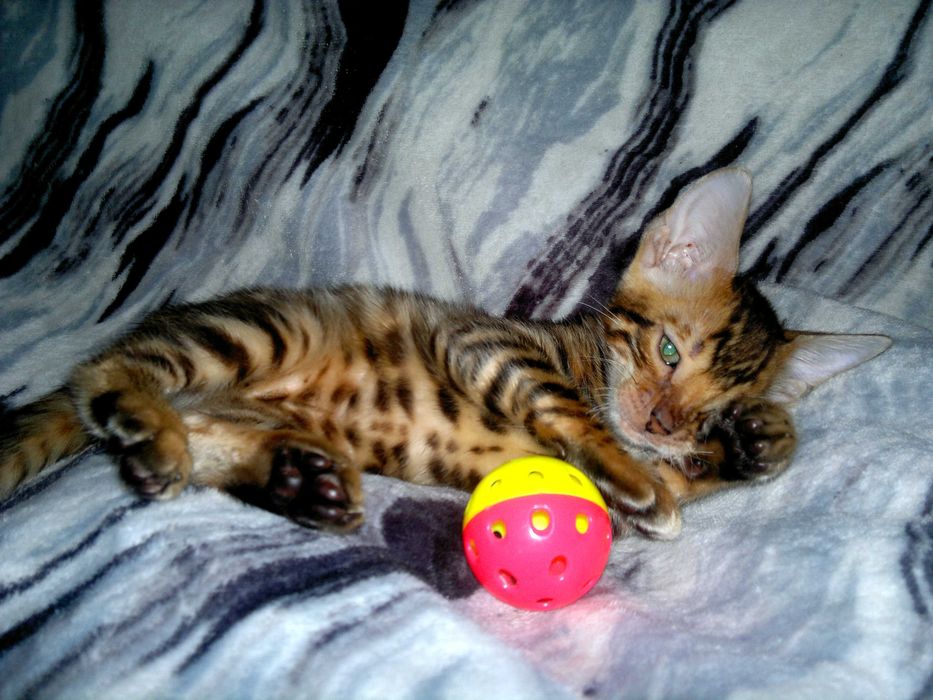 Яскравий бенгальчик BENn24.  Лагідний і няшний хлопчинка