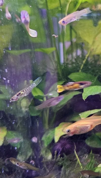 Guppy endler tiger