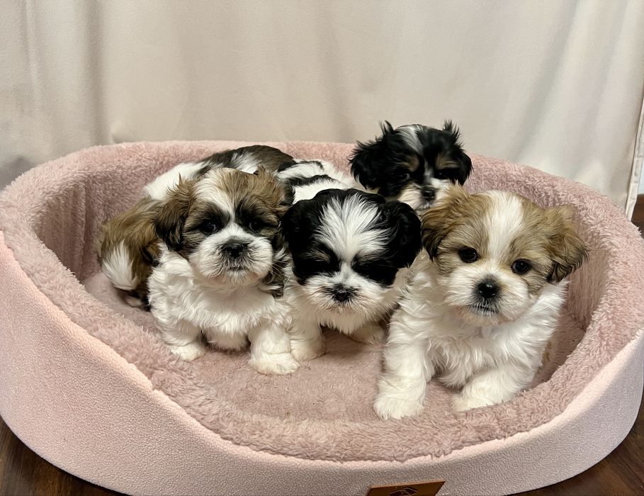 Urocze szczenięta Shih Tzu