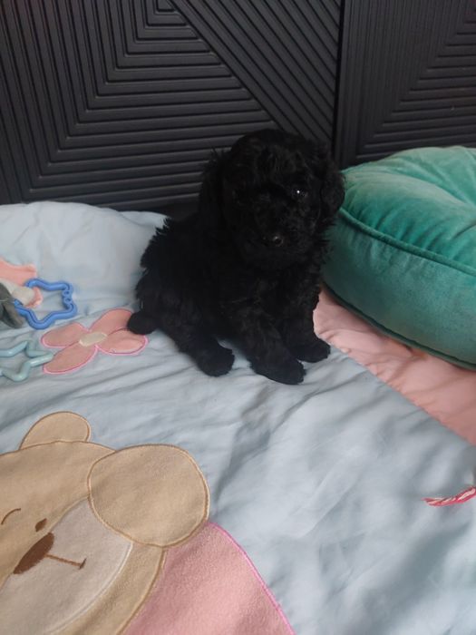 Piękny chlopak czarny pudel miniaturowy FCI