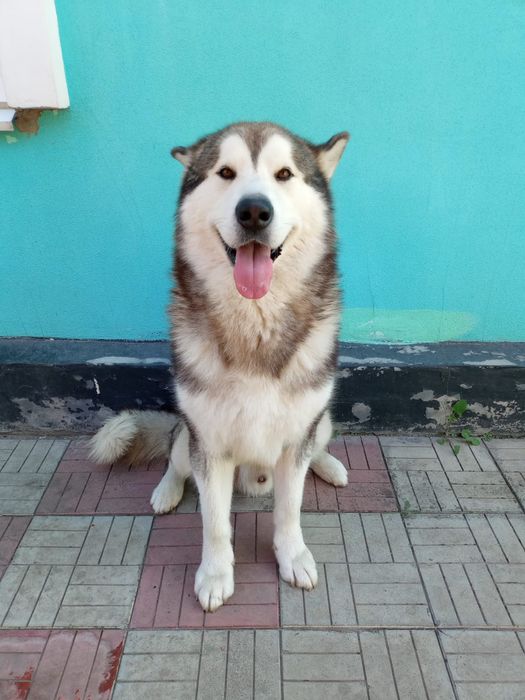 Маламут-красавчик