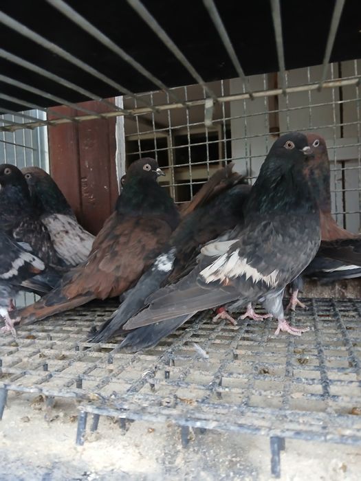 Gołębie kierowogradzkie