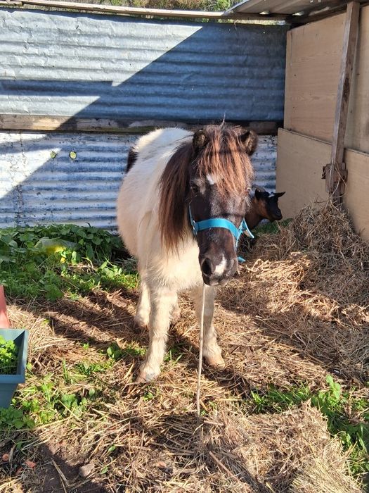 Pónei fêmea cheia com 5 anos