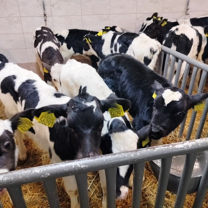 Sprzedam 10 byczków.