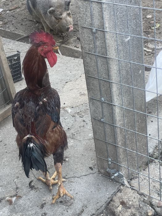 Galos de raça e pato corredor