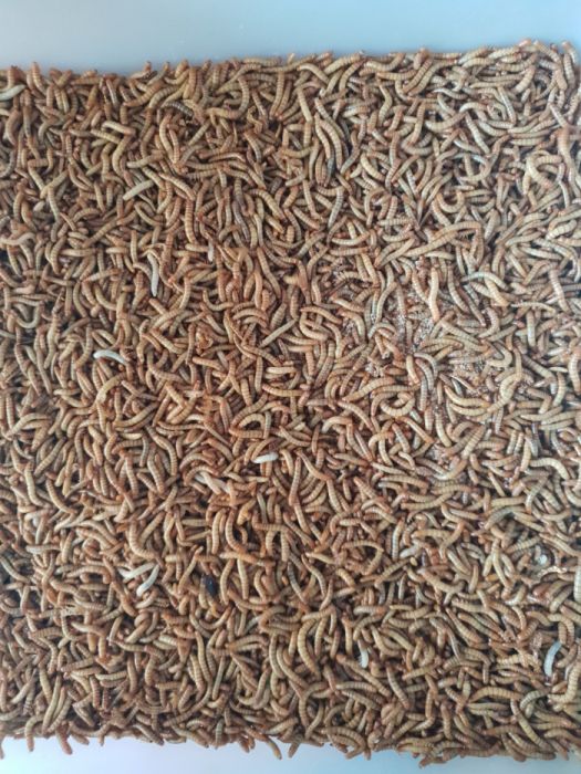 Tenebrio (alimento vivo)