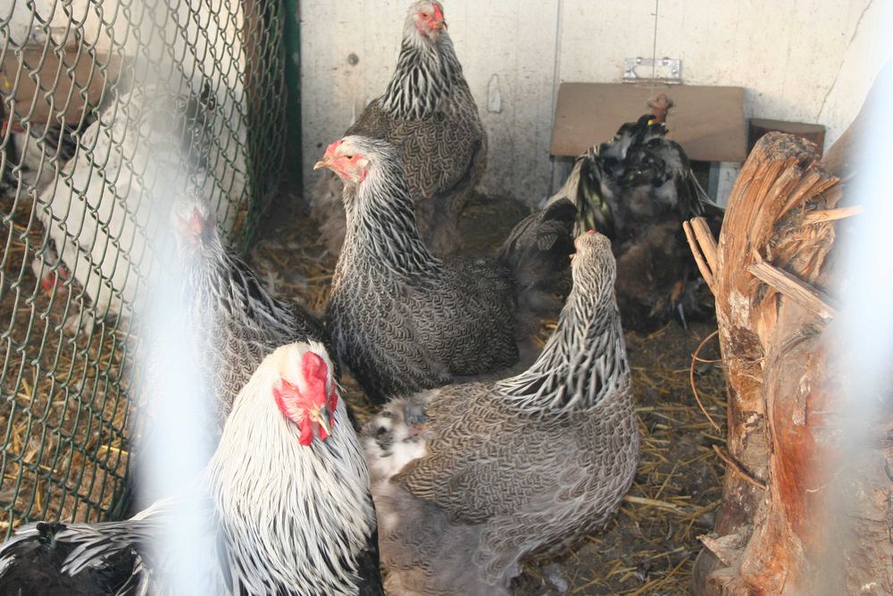 jaja lęgowe brahma srebrna