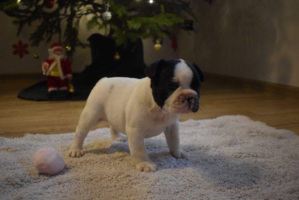 Buldog francuski szczenię - piesek