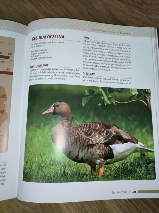 Łowiectwo Tradycje Zwierzyna Polowania praca zbiorowa