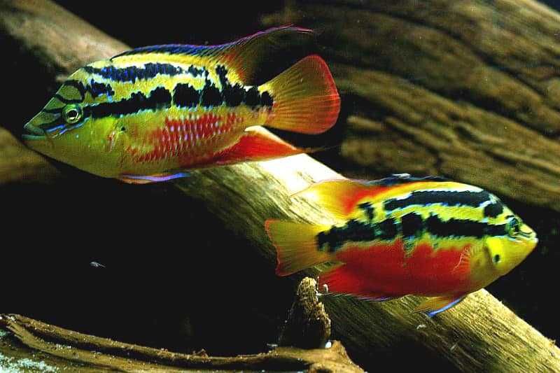 Pielęgnica diamentowa - Trichromis salvini - dowozimy, wysyłamy