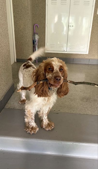 Oddam cocker spaniel młody Kraków Wzgórza Krzesławickie • OLX.pl