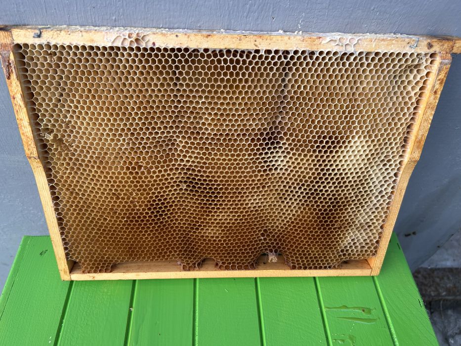 Ramki z suszem pszczelim