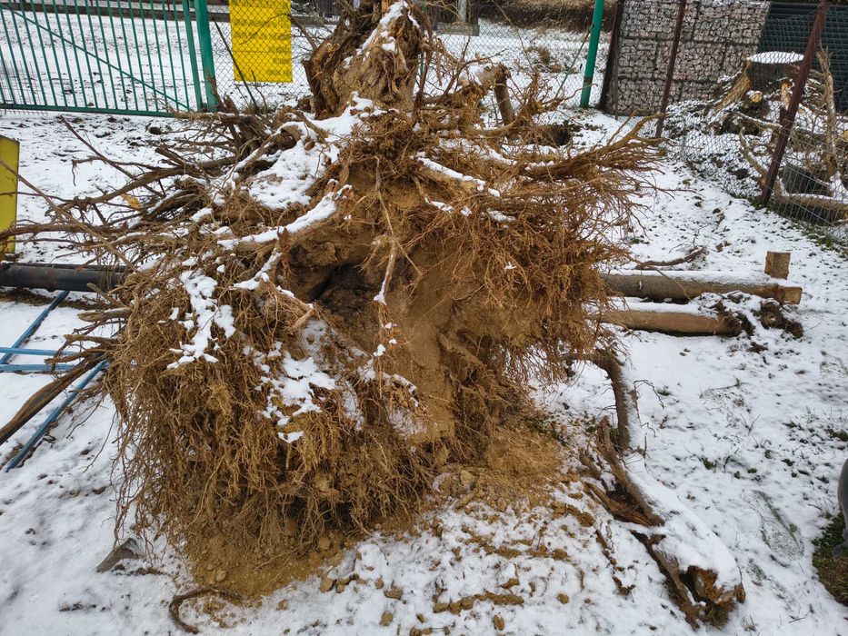 Oddam korzeń po wycince drzewa