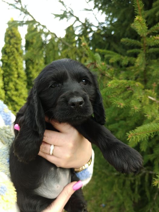 Śliczna suczka rasy Cocker spaniel angielski