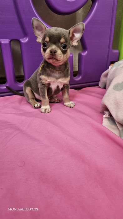 Лиловий красунчик, КСУ