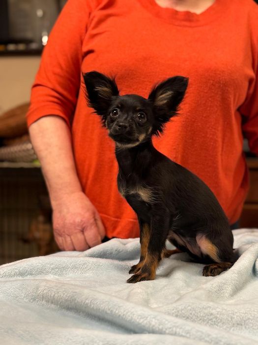 Toy rosyjski długowłosy