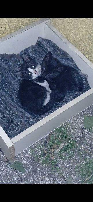 Dá-se 2 gatinhos 2 meses