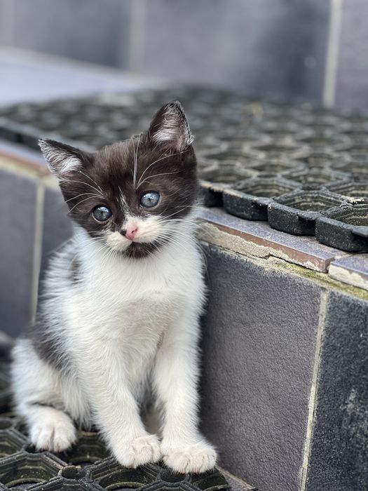 Котики в добрі руки