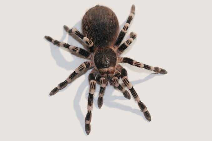 Acanthoscurria geniculata – DOROSŁA SAMICA 8 DC