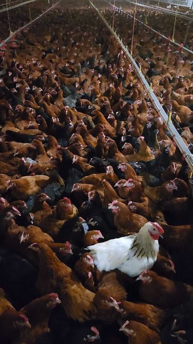Kury nioski z wolnego wybiegu !! Prosto od hodowcy ! Zapraszam !!