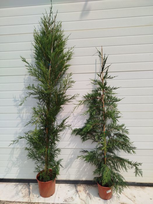 Ciprestes leylandes de crescimento  rápido