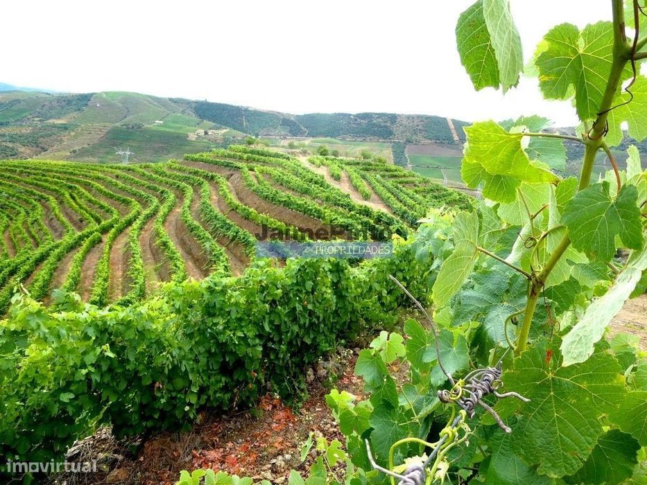 QUINTA 260.000m2 com VINHA. Douro Superior. Portugal, Vila Nova Foz...