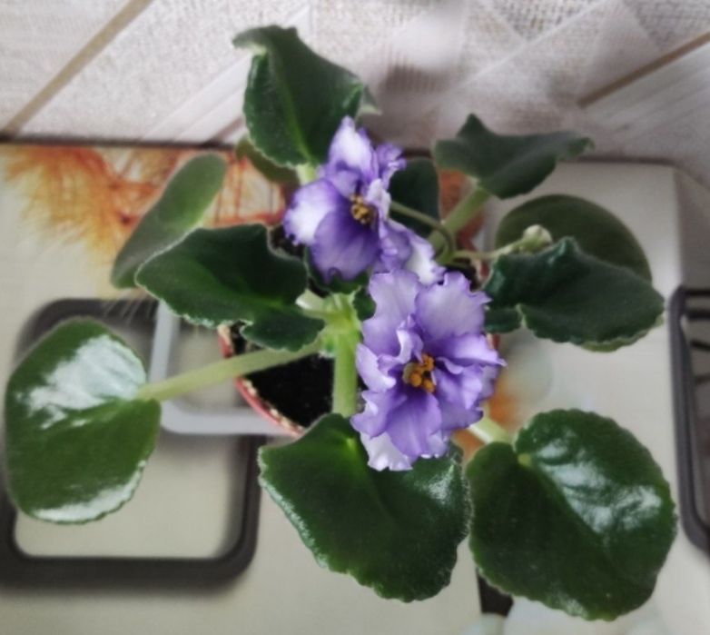 Фиалки молодые кустики