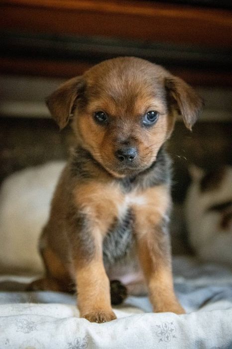 Отдам даром в добрые руки щенков