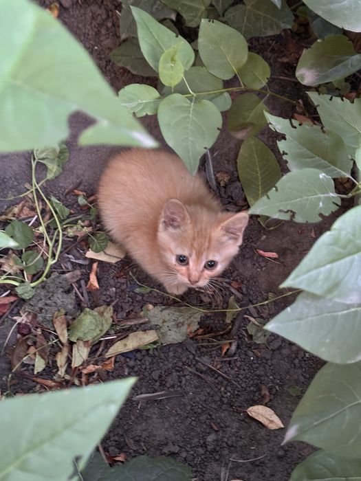 Віддамо кошенят безкоштовно